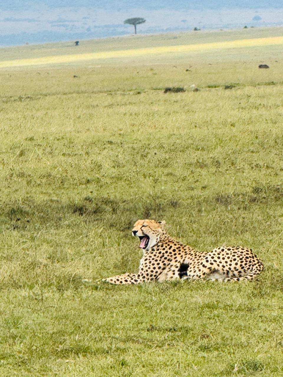 4-Days Tarangire, Serengeti, Ngorongoro Crater